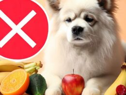 ¿Qué frutas no pueden comer los perros?
