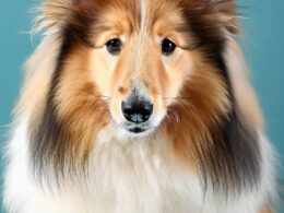 ¿Qué raza de perro es Lassie?