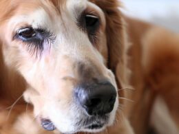 Epileptischer Anfall beim Hund – Was tun?