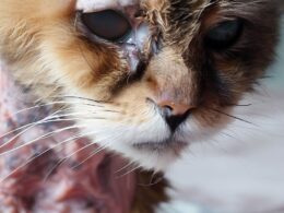 Fibrosarkom Katze: Wann einschläfern?