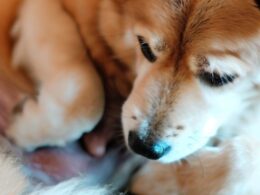 Hund Bauchschmerzen – Was tun?