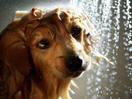 Hund duschen wie oft