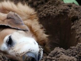Hund im Garten begraben: Wie lange dauert die Verwesung?