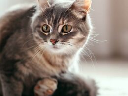 Katze Blasenentzündung - Was tun? Hausmittel und Behandlung