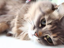 Katze einschläfern: Wie teuer ist es?