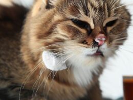 Katze erkältet: Was tun Hausmittel?