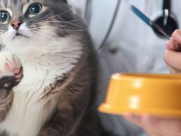 Katze frisst nicht - Wann zum Arzt?
