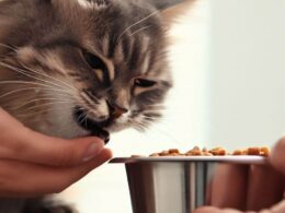 Katze füttern - Wie oft und wie viel?
