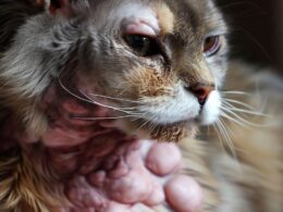 Katze mit Fibrosarkom: Wann ist das Einschläfern angebracht?