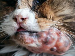 Katze mit Tumor im Maul - Wann einschläfern?