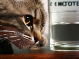 Katze trinkt nicht - Ab wann ist es gefährlich?