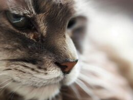 Nierenkranke Katze: Wann einschläfern?