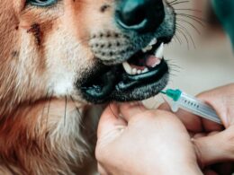 Tollwut Impfung Hund - Wie oft sollte man impfen?