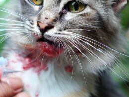 Tollwutimpfung bei Katzen: Wie oft sollte man impfen?