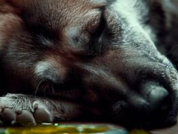 Vergiftung beim Hund: Wann treten Symptome auf?