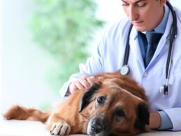 Wann darf ein Tierarzt einen Hund einschläfern?