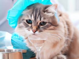 Wann darf eine Katze nach der Narkose fressen?