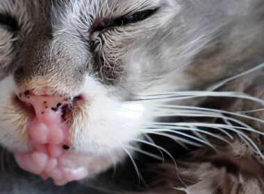 Wann sollte man eine Katze mit Lungentumor einschläfern?