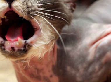 Warum kastrierte Katzen manchmal wie rollige Katzen schreien