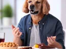 Was darf ein Hund bei Pankreatitis fressen?