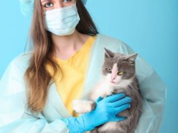 Was kostet Sterilisation bei Katzen?