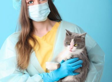 Was kostet Sterilisation bei Katzen?