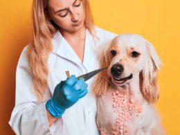 Was kostet Zahnsteinentfernung beim Hund?