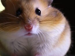 Welche Hamster sind tagaktiv?