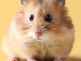 Wie alt kann ein Hamster werden?