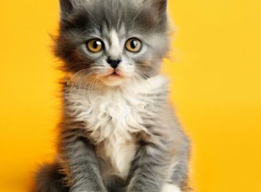 Wie alt sollte eine Katze beim ersten Wurf sein?