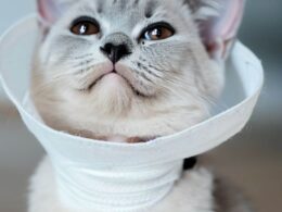Wie lange Halskrause nach Kastration bei Katzen?