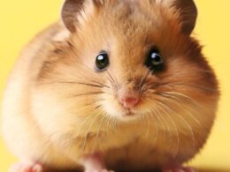 Wie lange leben Hamster?