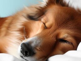 Wie lange schläft ein Hund?