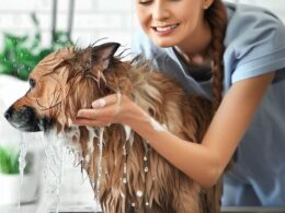 Wie oft sollte man einen Hund baden?