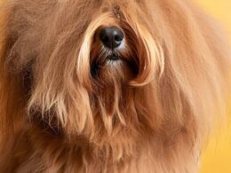 Wie viel Haare hat ein Hund?