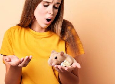 Wie viel kostet ein Hamster bei Fressnapf?
