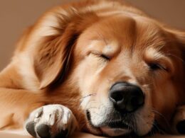 Wie viel schläft ein Hund?