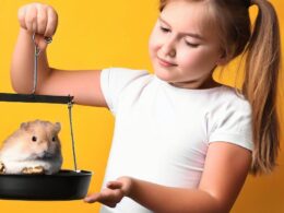 Wie viel wiegt ein Hamster?