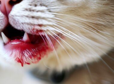 Zeckenbiss bei Katzen: Wann sollten Sie zum Tierarzt gehen?